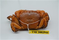 藏品(硬毛假方蟹)的圖片